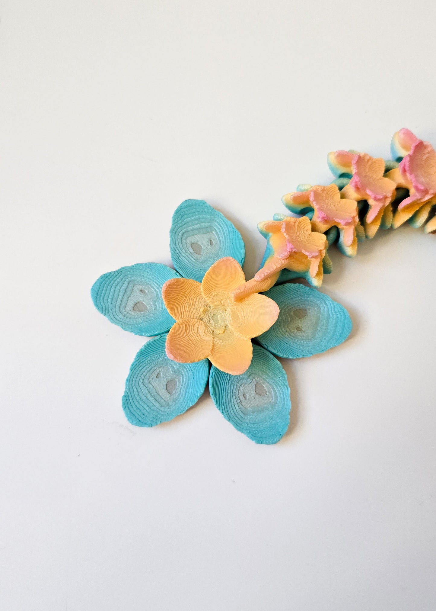 Smok Wiśniowy Tęczowy